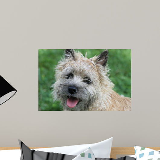 Cairn Terrier