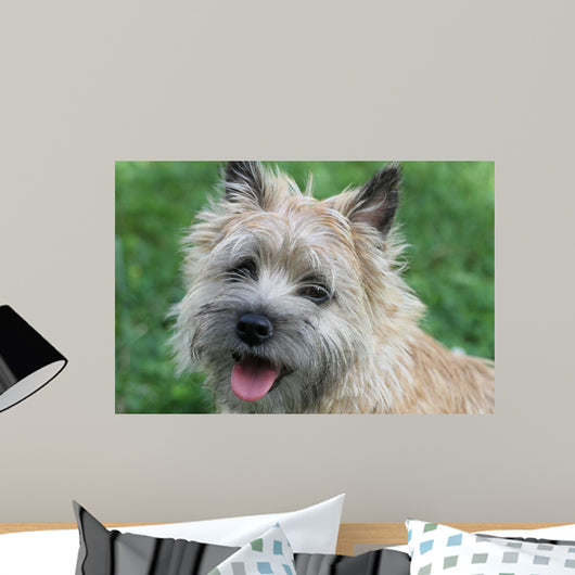 Cairn Terrier