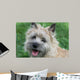 Cairn Terrier