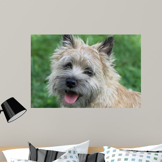 Cairn Terrier
