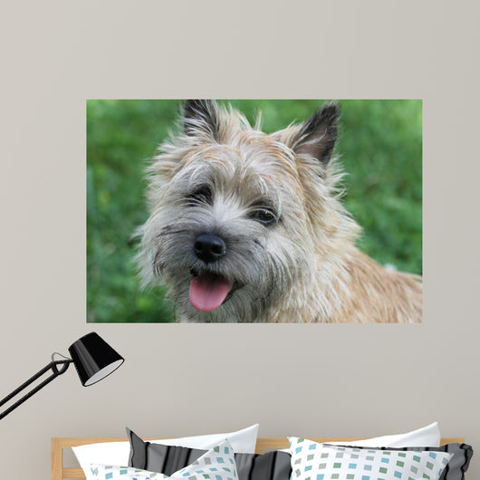 Cairn Terrier