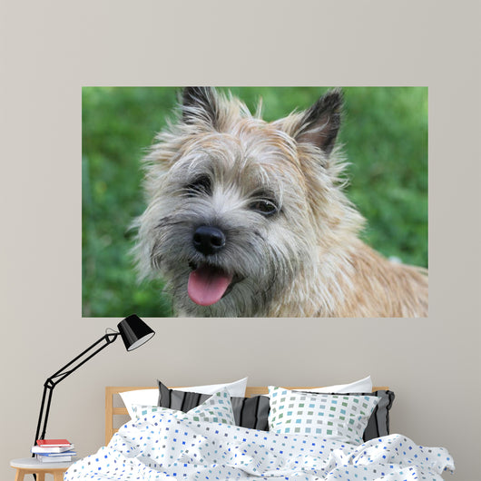 Cairn Terrier