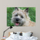 Cairn Terrier