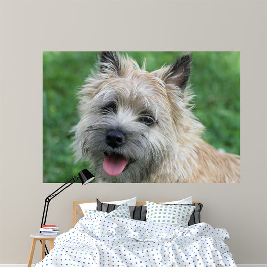 Cairn Terrier