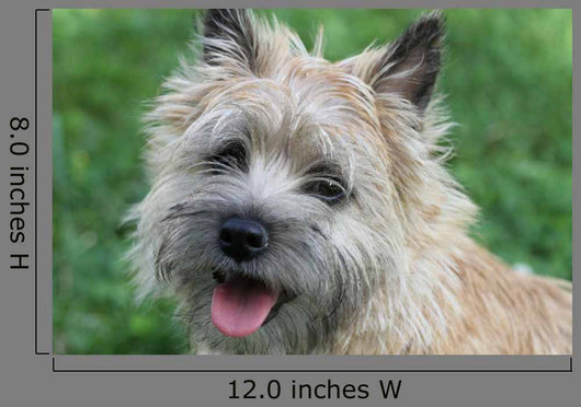 Cairn Terrier