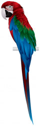 Parrot, Red-and-green Macaw Wall Decal