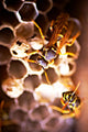 Hornets Nest
