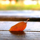 Fallen Leaves Wall Decal