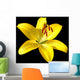 Vector photo-realistic vivid yellow lily isolated on black Wall Mural