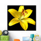 Vector photo-realistic vivid yellow lily isolated on black Wall Mural