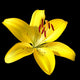 Vector photo-realistic vivid yellow lily isolated on black Wall Mural