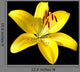 Vector photo-realistic vivid yellow lily isolated on black Wall Mural