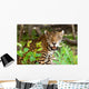 Wild panther in the jungle of Jucatan in Mexico Wall Mural