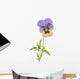 Wild Pansy