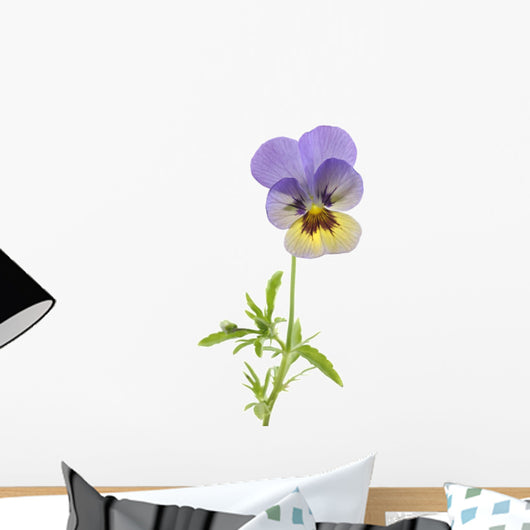 Wild Pansy