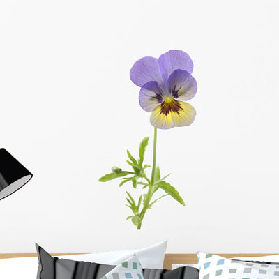 Wild Pansy shown on a wall