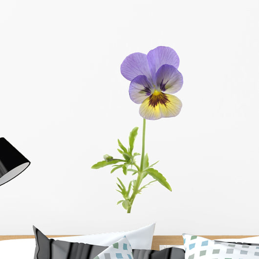 Wild Pansy