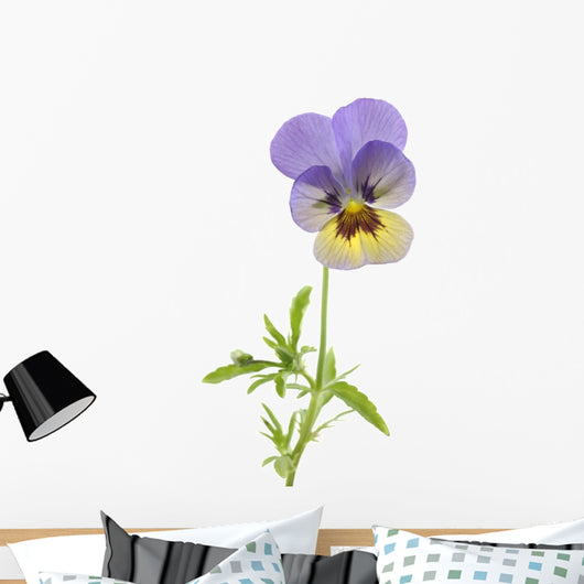 Wild Pansy