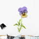 Wild Pansy