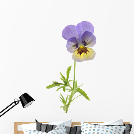 Wild Pansy