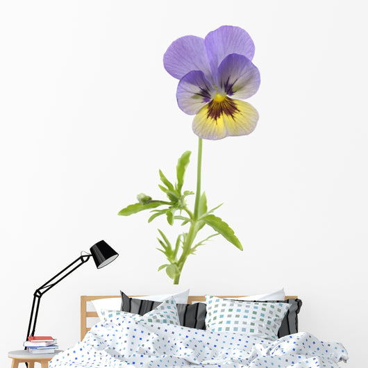Wild Pansy