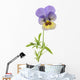 Wild Pansy