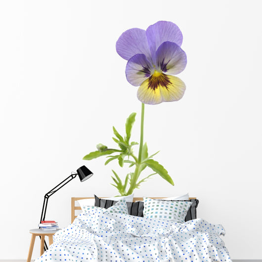 Wild Pansy
