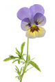 Wild Pansy