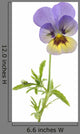 Wild Pansy