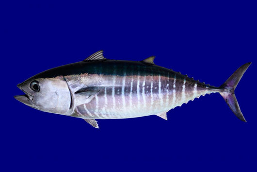 Bluefin Tuna Blue Wall Mural