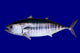 Bluefin Tuna Blue Wall Mural