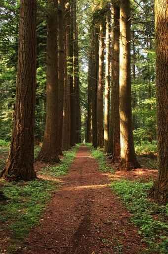 Straight Path Wall Decal