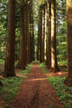 Straight Path Wall Decal