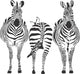 Zebras Wall Decal