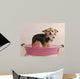 Chihuahua Puppy Taking a Bath Wall Mural