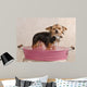 Chihuahua Puppy Taking a Bath Wall Mural
