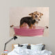 Chihuahua Puppy Taking a Bath Wall Mural