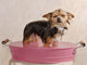 Chihuahua Puppy Taking a Bath Wall Mural