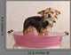 Chihuahua Puppy Taking a Bath Wall Mural