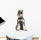 Miniature Schnauzer White