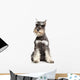 Miniature Schnauzer White