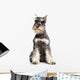 Miniature Schnauzer White