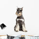 Miniature Schnauzer White