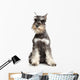 Miniature Schnauzer White