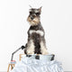Miniature Schnauzer White