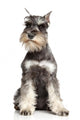 Miniature Schnauzer White