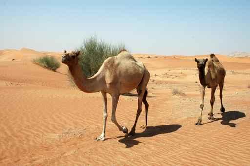 Camel Trail Wall Decal