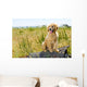Golden Retriever Puppy Wall Mural