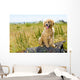 Golden Retriever Puppy Wall Mural