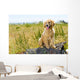 Golden Retriever Puppy Wall Mural
